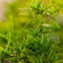 Illatpárna - Harmónia