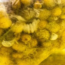 Illatpárna - Kamilla