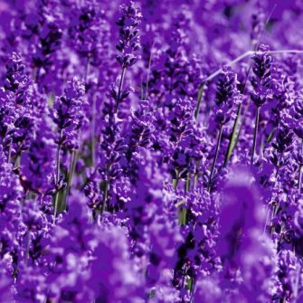  Lavender - Lila - 100% Levendula 